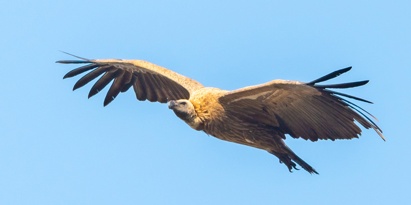 White-backed Vulture, Gyps africanus