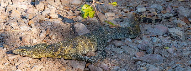 Varan du Nil, Varanus niloticus