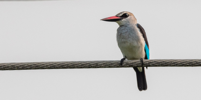 Woodland Kingfishe, Halcyon senegalensis