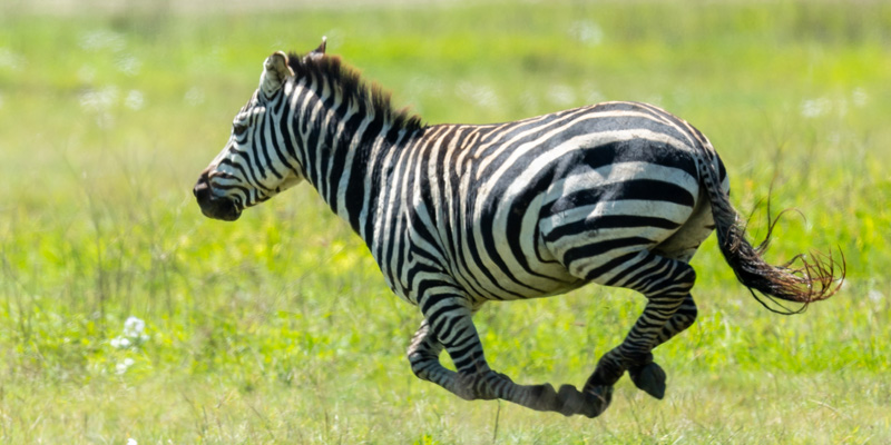 Grant's zebra, Equus quagga boehmi