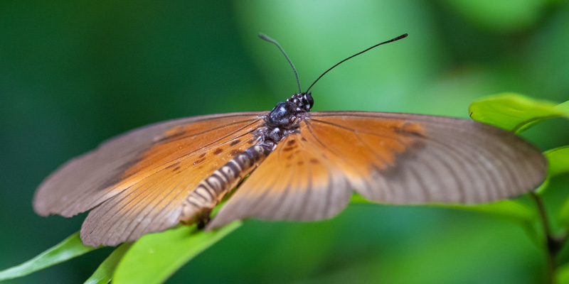 Clouded Bematistes, Acraea umbra