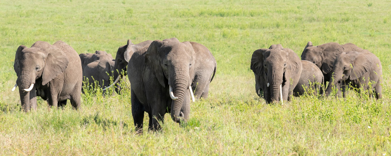  Eléphant de savane, Loxodonta africana