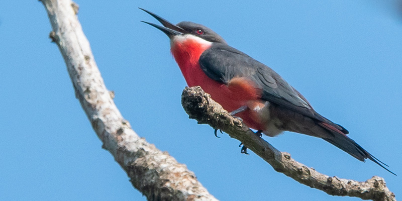 Guêpier gris-rose,  Merops malimbicus