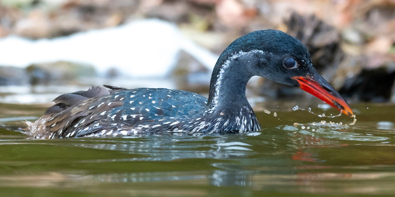 Grébifoulque d'Afrique, Podica senegalensis