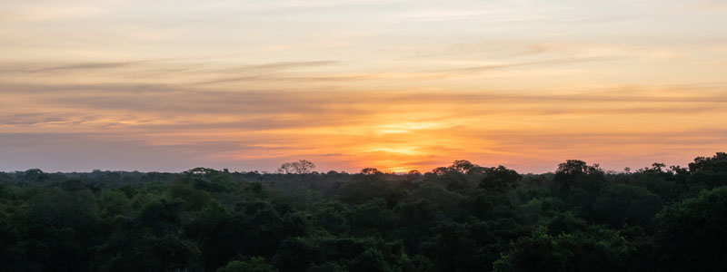 Coucher de soleil sur une forêt du Pantanal