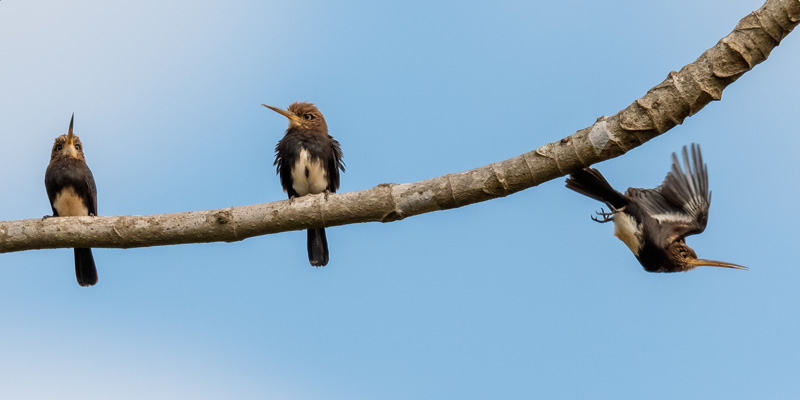  Jacamar brun, Brachygalba lugubris