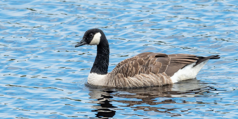 Canada Goosea, Branta canadensis