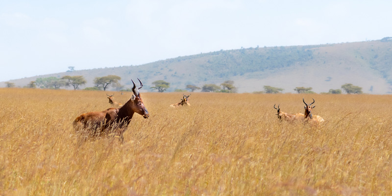 Swayne's hartebeest, Alcelaphus buselaphus swaynei. Endemic in this region