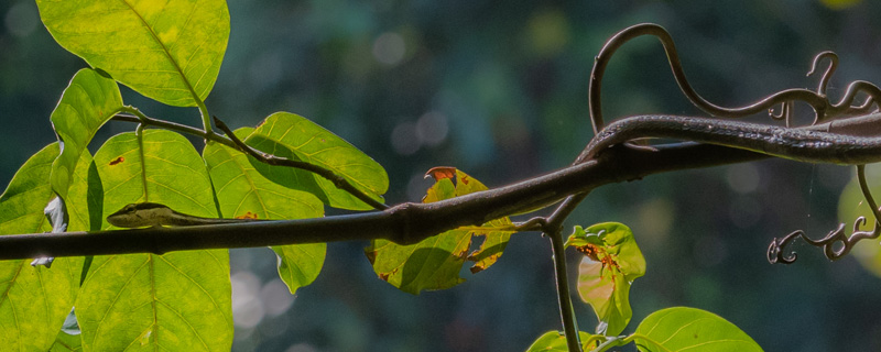 Thelotornis mossambicanus,  Colubridae 