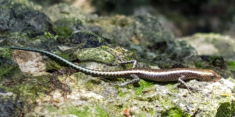 Trachylepis varia