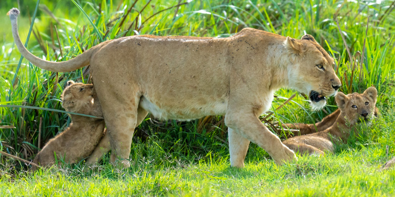 A series of pictures of a family of Lion, Panthera leo