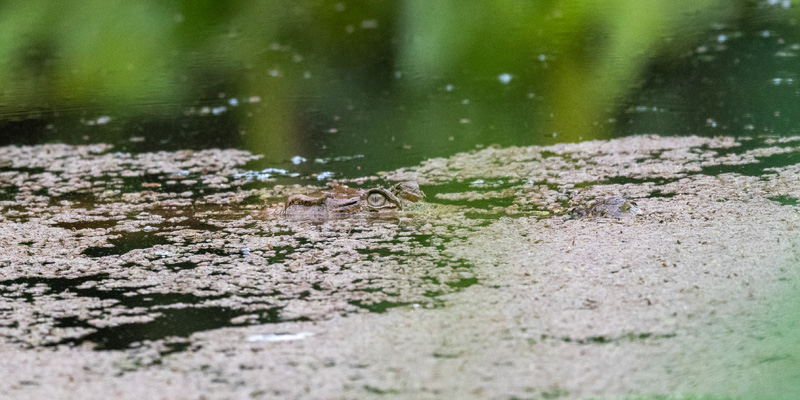 Faux-gavial d'Afrique, Mecistops cataphractus. Espèce en voie d'extinction...