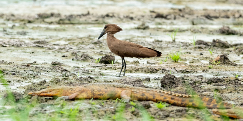 Ombrette africaine, Scopus umbretta et Crocodile du Nil, Crocodylus niloticus