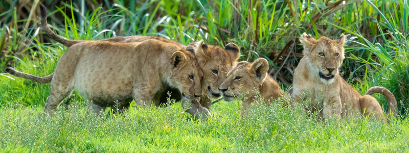 Série de photos d'une famille de Lion, Panthera leo