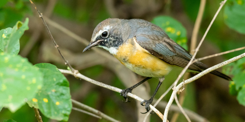 White-throated Robin, Irania gutturalis. Nice surprise of the Eastern Palearctic in wintering.