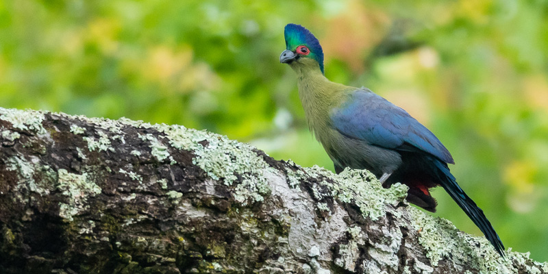 Touraco de Livingstone, Tauraco livingstonii