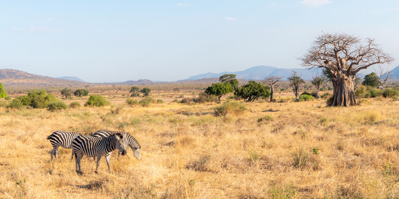 Zèbre de Grant, Equus quagga boehmi dans la magnifique savane de Ruaha.