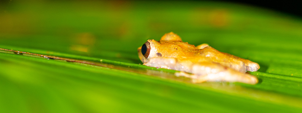 Mahogany tree frog, Tlalocohyla loquax