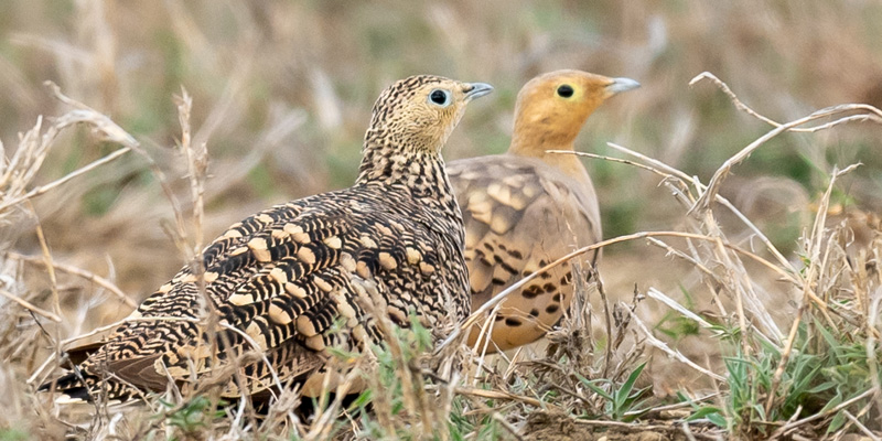 Pair of Chestnut-bellied Sandgrouse, Pterocles exustus