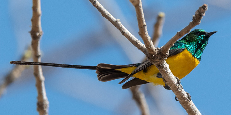 Pygmy Sunbird, Hedydipna platura