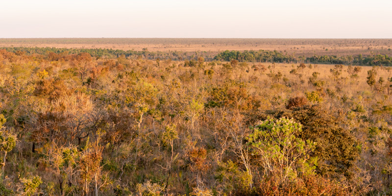 Cerrado du parc national d'Emas