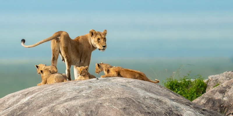 Lion , Panthera leo