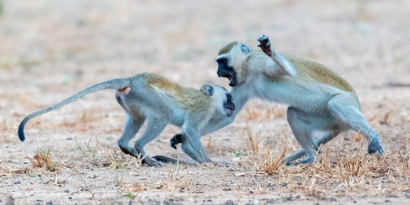 Vervet (bleu), Chlorocebus pygerytrhus