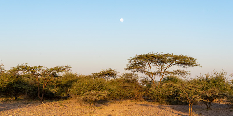 Acacias forest, Awash National park