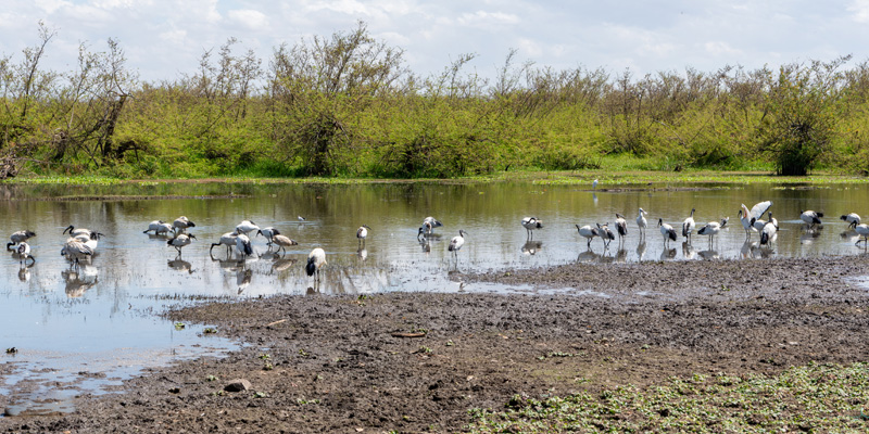 Lake Ziway surroundings and African Sacred Ibis, Threskiornis aethiopicus