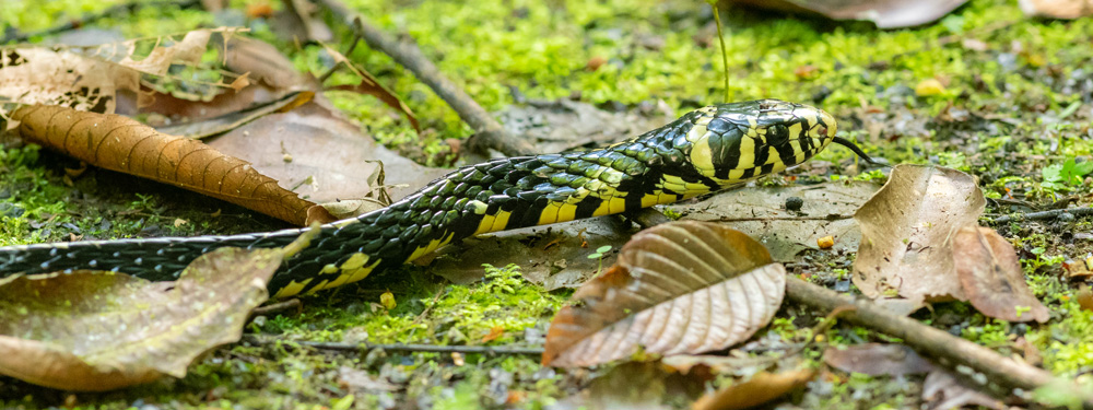 Tropical Chicken Snake,Spilotes pullatus