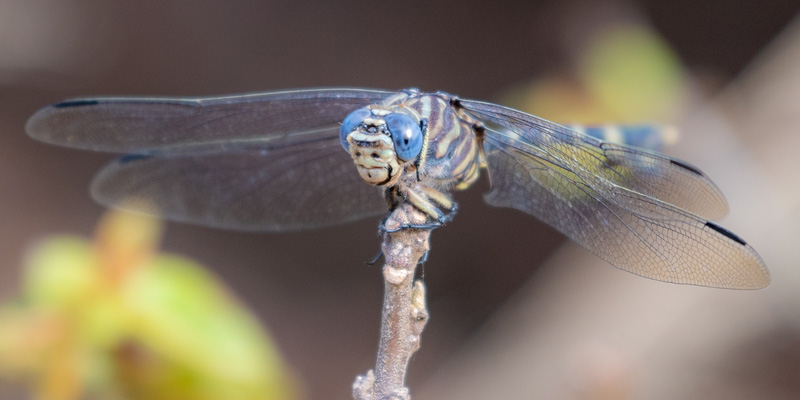  Ictinogomphus ferox