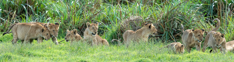 Série de photos d'une famille de Lion, Panthera leo