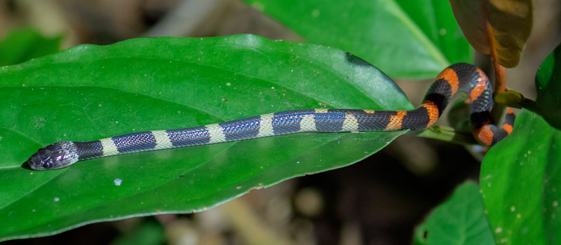 Oxyrhope Madras, Oxyrhopus petolarius