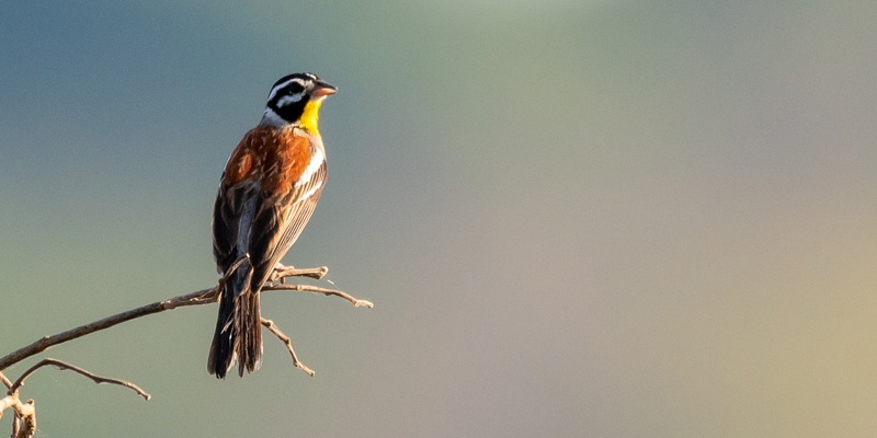 Golden-breasted Bunting, Emberiza flaviventris