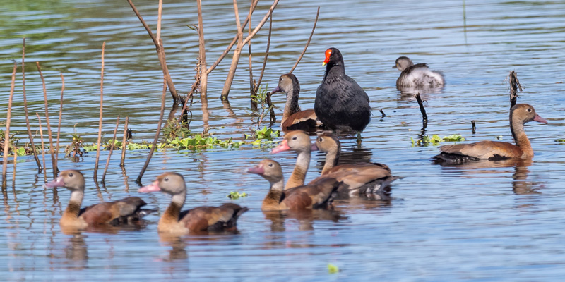 Dendrocygne à ventre noir, Dendrocygna autumnalis et  Gallinule d'Amérique, Gallinula galeata