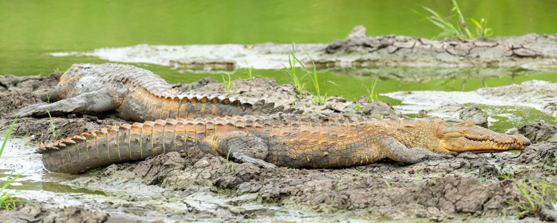 Crocodile du Nil, Crocodylus niloticus