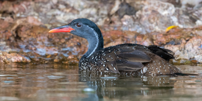 African Finfoot , Podica senegalensis