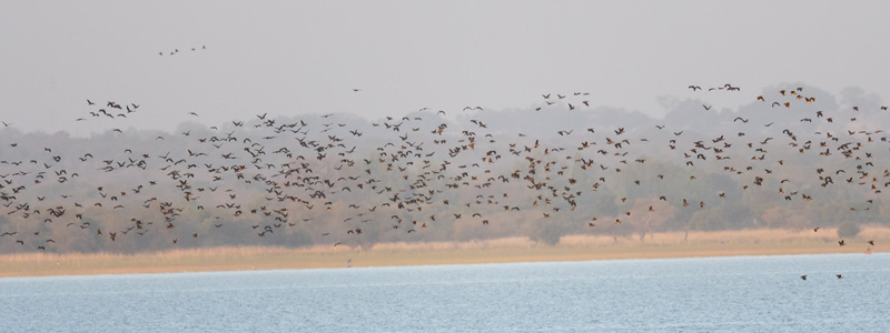 Vol de Dendrocygne veuf,  Dendrocygna viduata sur le lac Tono