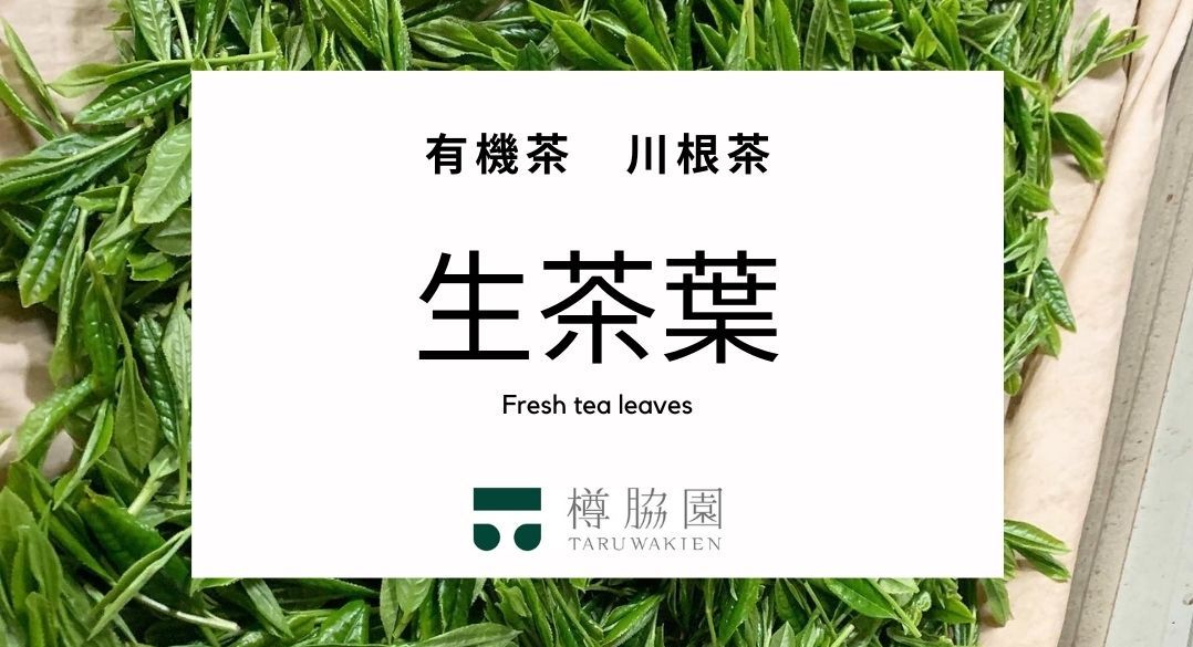 新茶の季節限定、「手摘み」にこだわった希少な有機川根茶の「生茶葉」の予約販売を開始　天ぷら、フレッシュハーブティー、おひたしに