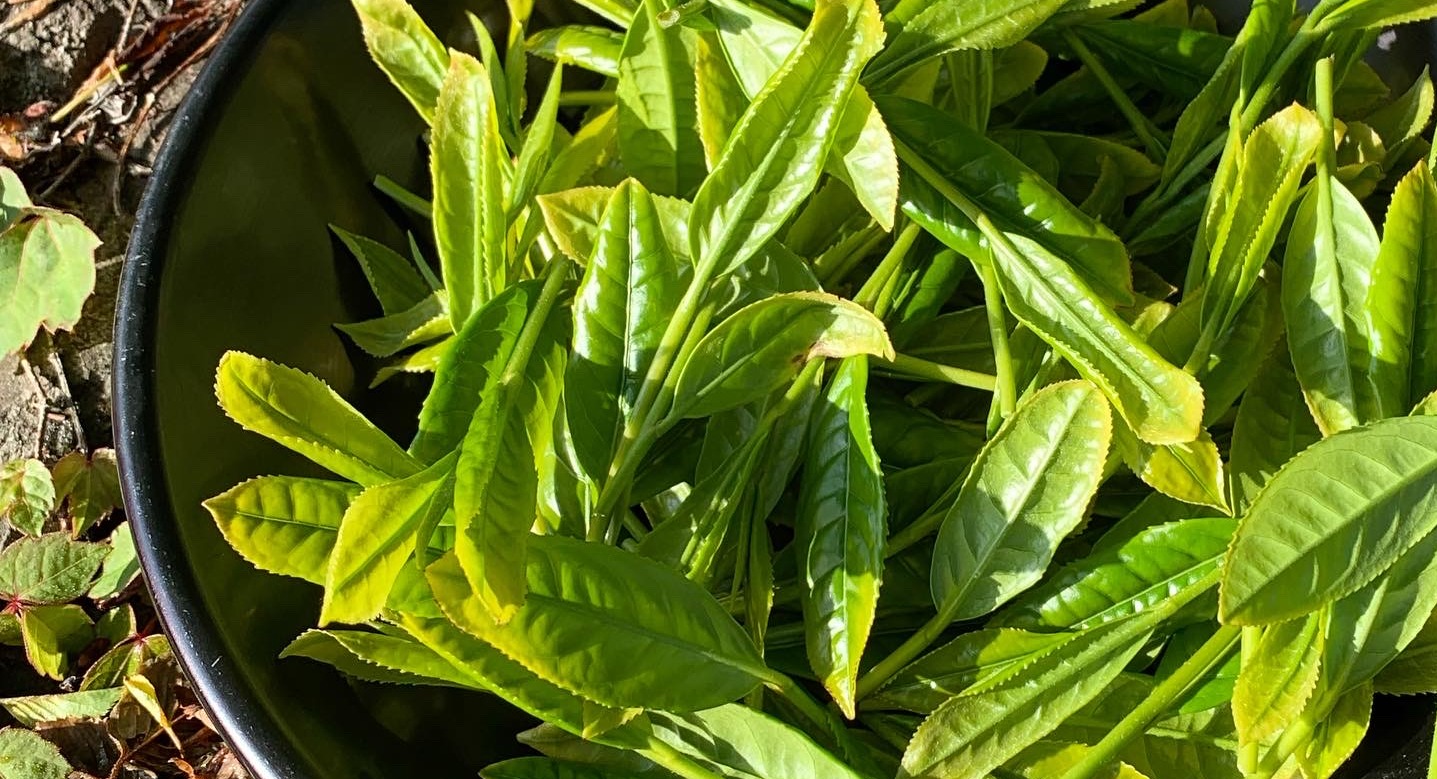 新茶の季節限定・希少　有機川根茶の「生茶葉」の予約販売を開始