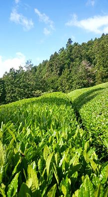川根の有機栽培茶　樽脇園　お茶っぱ