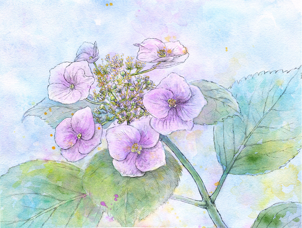アジサイ 2017-07, K.Nishikawa,Watercolor,pen,Moulin du Roy