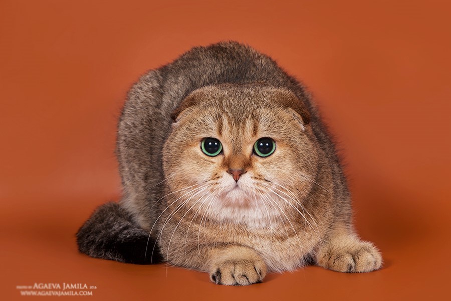 Шотландская Вислоухая Кошка Фото Черепаховый