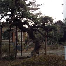 今は失われた松