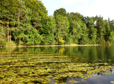 foto, lech, wasser, bäume