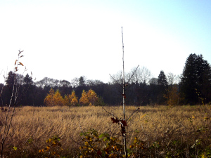 Foto, Lechlandschaft im Herbst