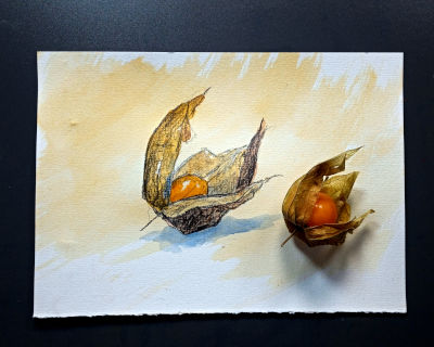 physalis, illustration, aquarell und bleistift, naturstudium