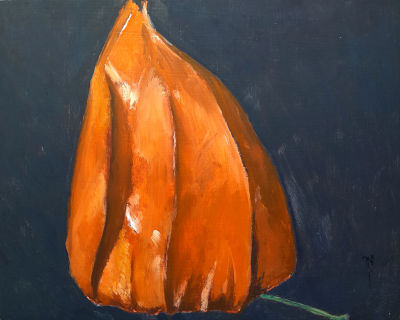physalis, blume, dunkler hintergrund, orangerote Lampionblume, hallo(at)medimops.de