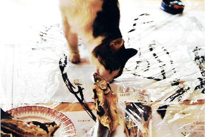 kater, der in mein fischmotiv beißt