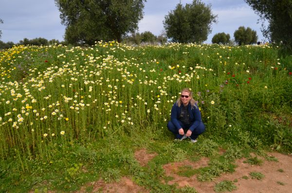 eine Blüte unter den frühlingshaften Blumen